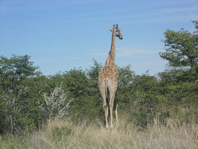 Giraffe