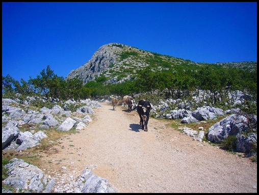 Sveti Jure 8