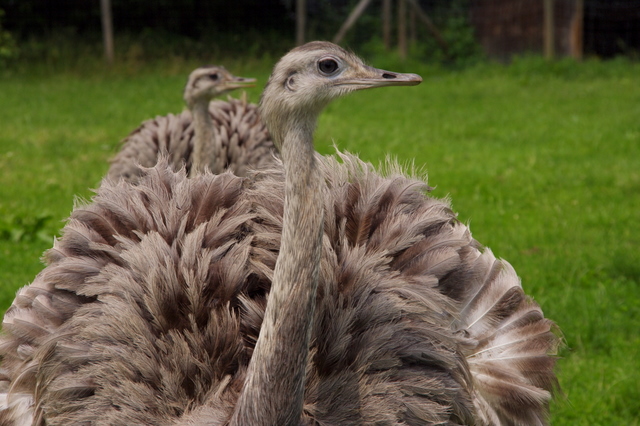 Tierpark Roseeg 7