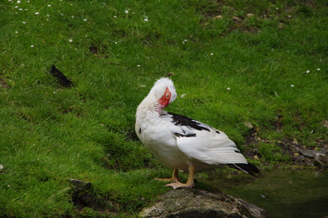Tierpark Rosegg