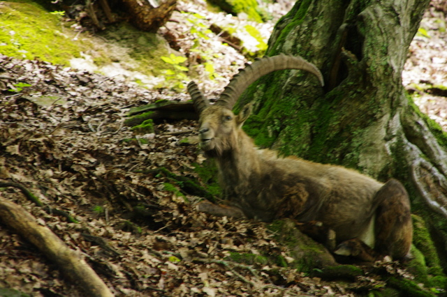 Tierpark Rosegg 6