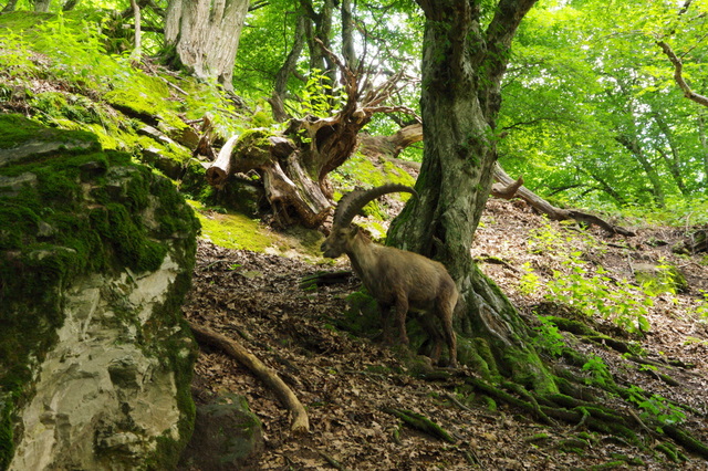 Tierpark Rosegg