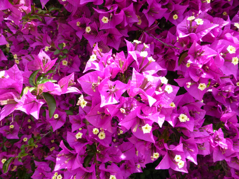 GR:Korfu>Bougainvillea2