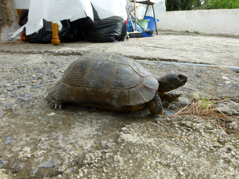 GR:Korfu>Kanoni>Mäuseinsel>Schildkröte