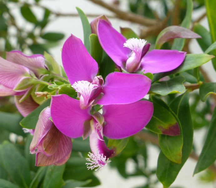 GR:Korfu>Kanoni>Vlacherna>Blumen3