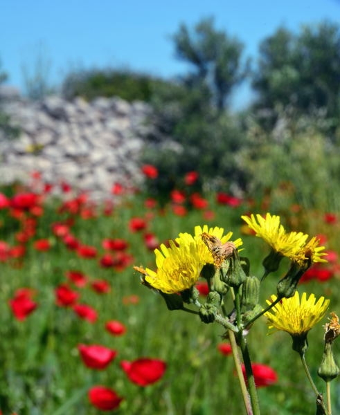 2014 Hvar DSC_7111