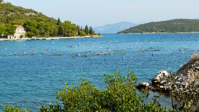 Herbst 2011/5: Peljesac  u.Korcula 2