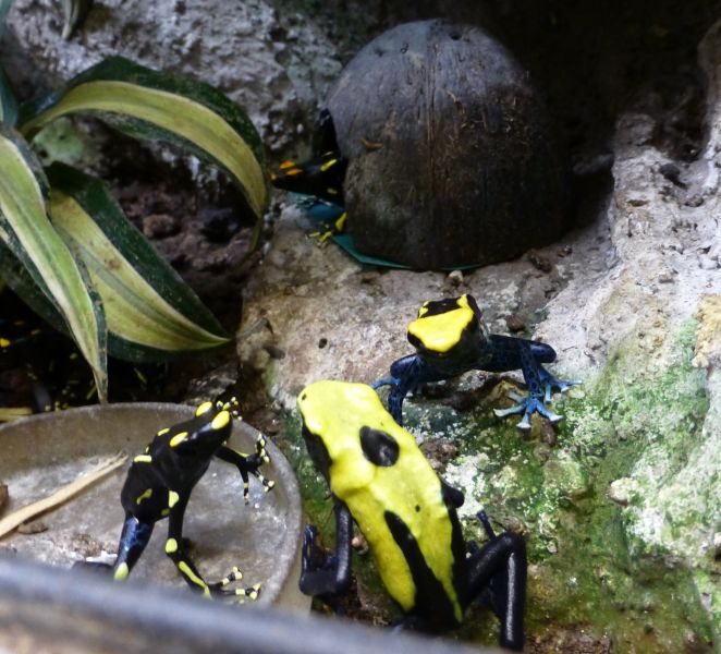 H:Lillafüred>Forellenhof>Terrarienkeller>gelbgebänderter Baumsteiger3