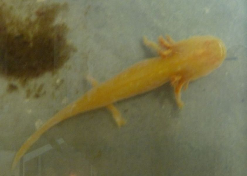 H:Lillafüred>Forellenhof>albinotischer Axolotl