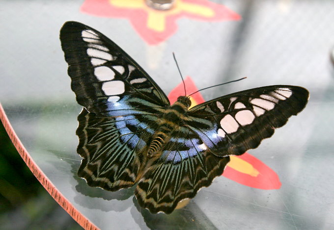 Botanischer Garten > Tropische Schmetterlinge 7