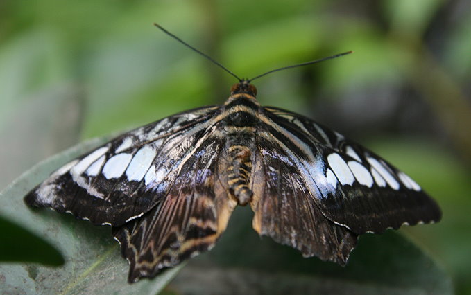 Botanischer Garten > Tropische Schmetterlinge