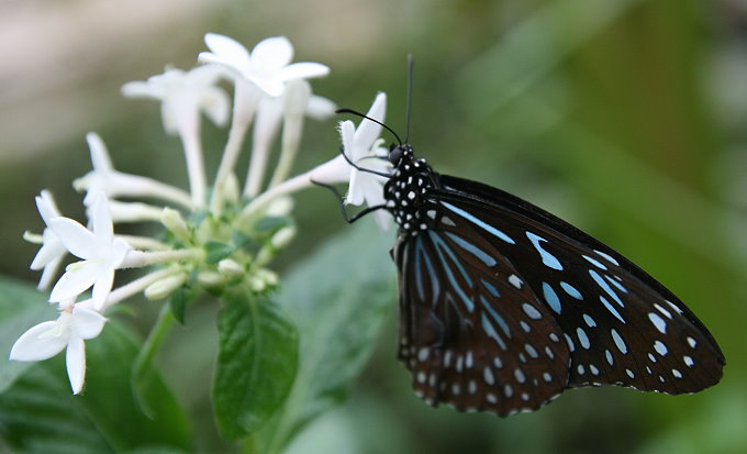 Botanischer Garten > Tropische Schmetterlinge 2