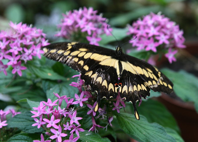 Botanischer Garten > Tropische Schmetterlinge 2