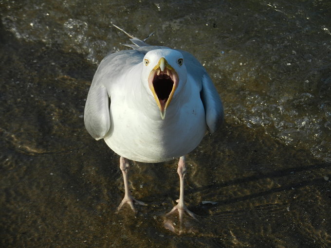 Möwe