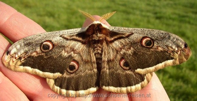 Insel Losinj > Schmetterling > Großer Bär?