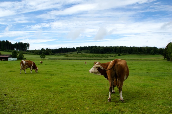 KÜHE auf der Weide