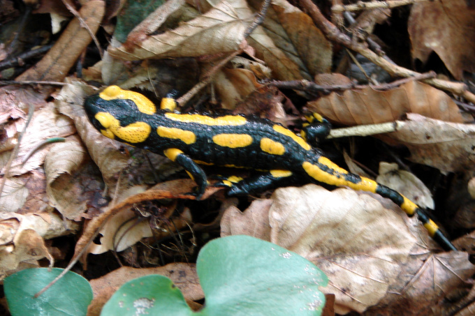 Feuersalamander