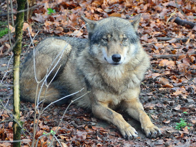 Europäischer Wolf