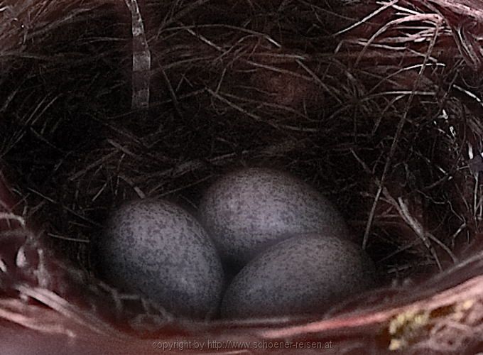 Amsel 13