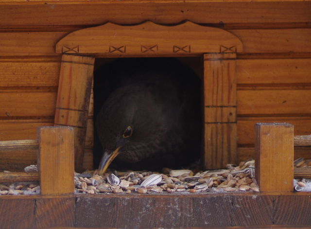 Vogelhäuschen