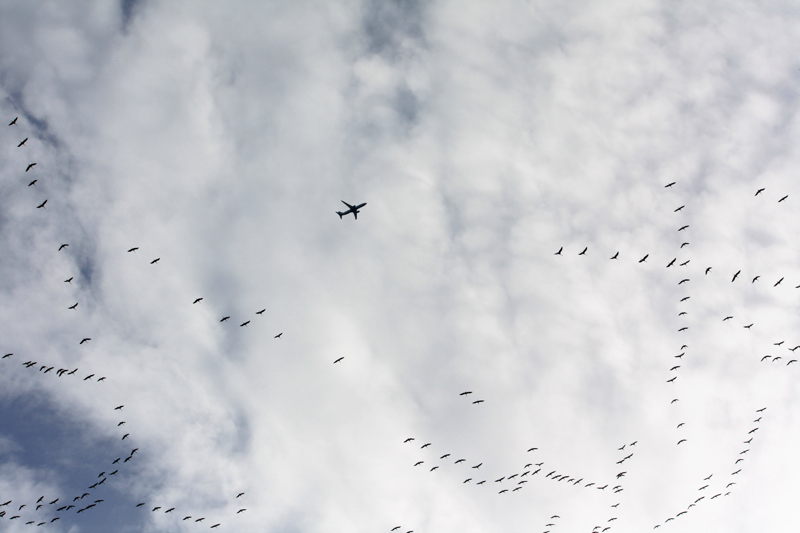 Kranichflug Karin Nov. 2014