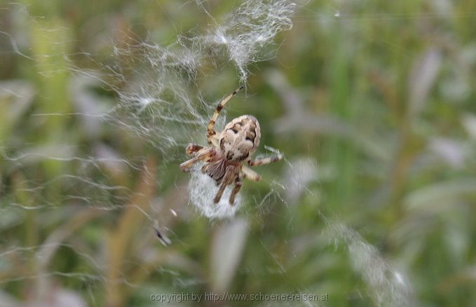 Chiemsee > Spinne