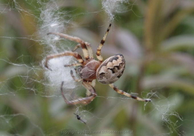 Chiemsee > Spinne