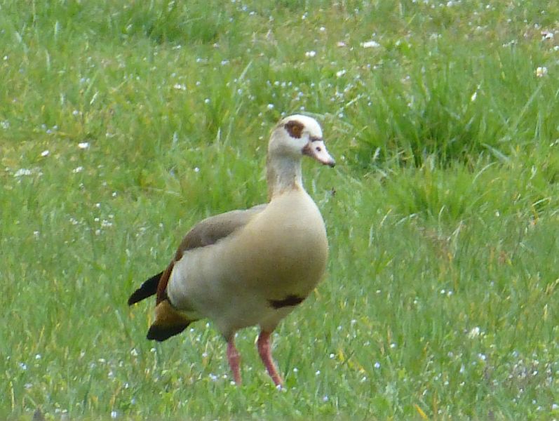 Nilgans