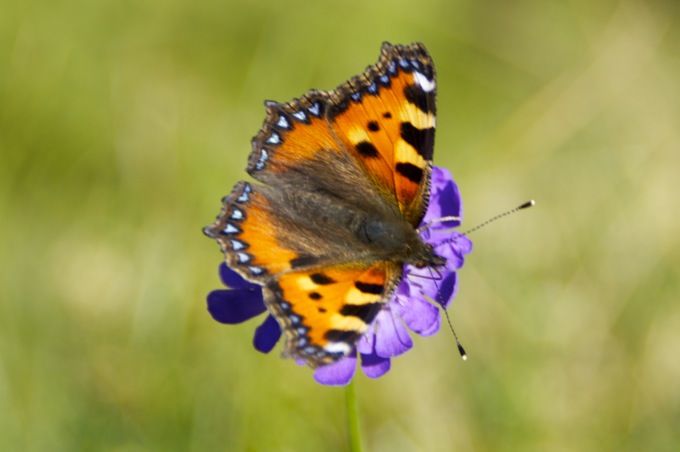 SCHMETTERLING