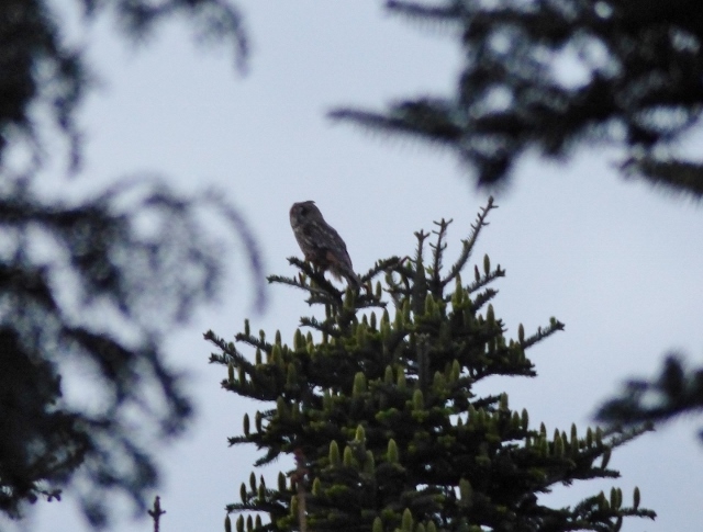 Waldohreule, Altvogel am Abend