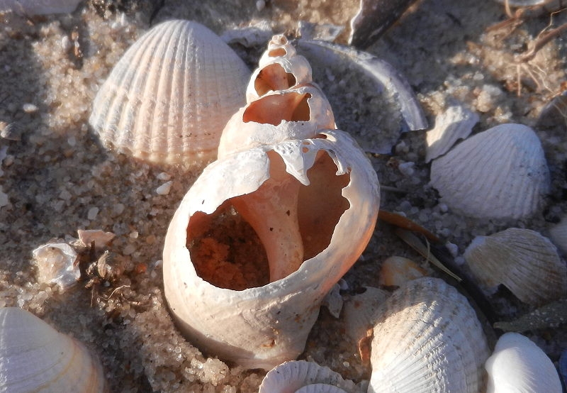 Hörnum Wattseite Wellhornschnecke (2) 800