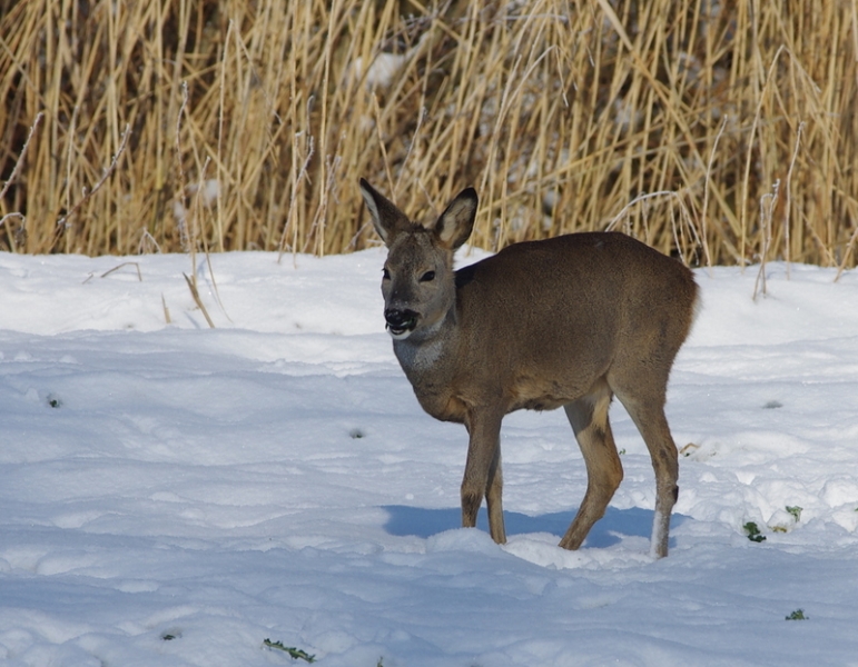 Rehe