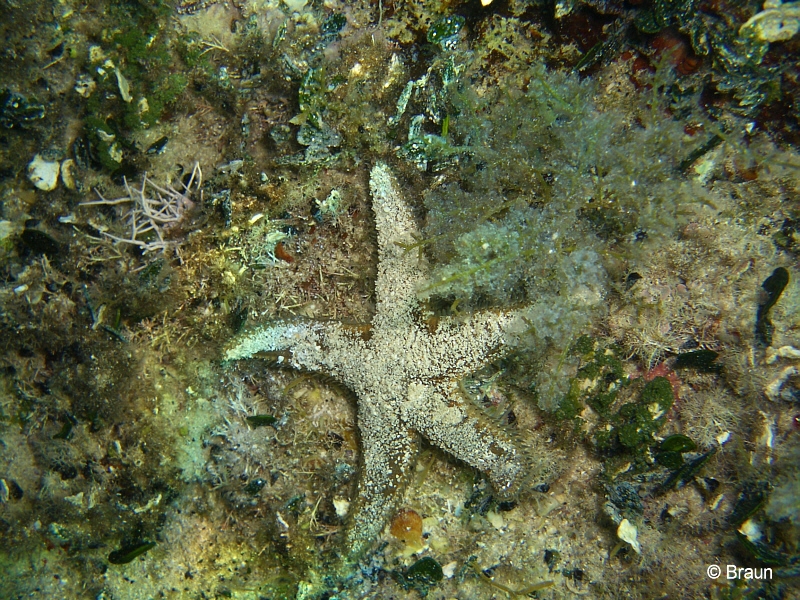 'Istrien > Kleiner brauner Seestern