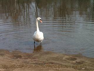 VÖGEL > Schwan in der Dübener Heide