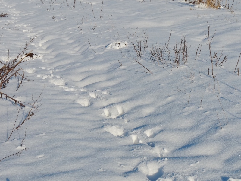 Spuren im Schnee2