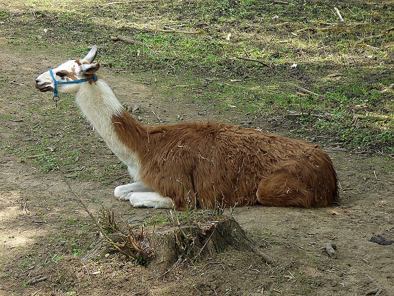 Velem > Milleniumspark > Tiergarten