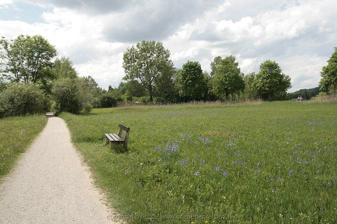 Chiemsee > Iris sibirica