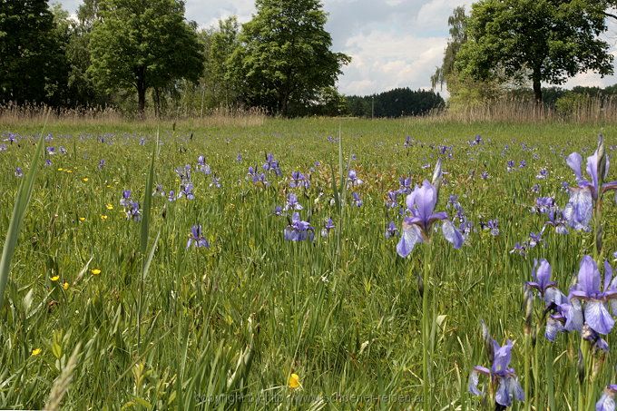 Chiemsee > Iris sibirica