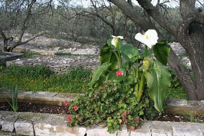 Vela Luka Frühlingsblumen 3