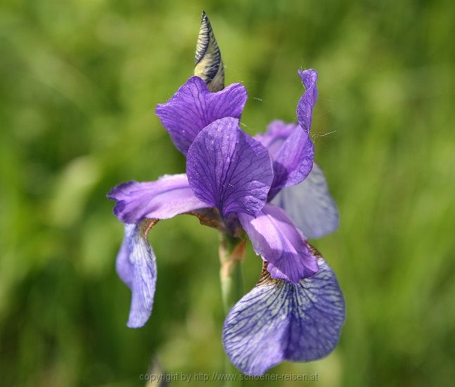 Chiemsee > Iris sibirica