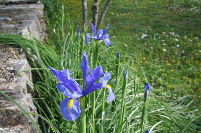 Vela Luka Frühlingsblumen 4