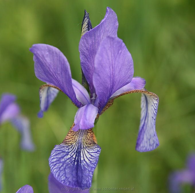 Chiemsee > Iris sibirica