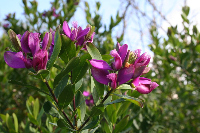 Vela Luka Frühlingsblumen 2