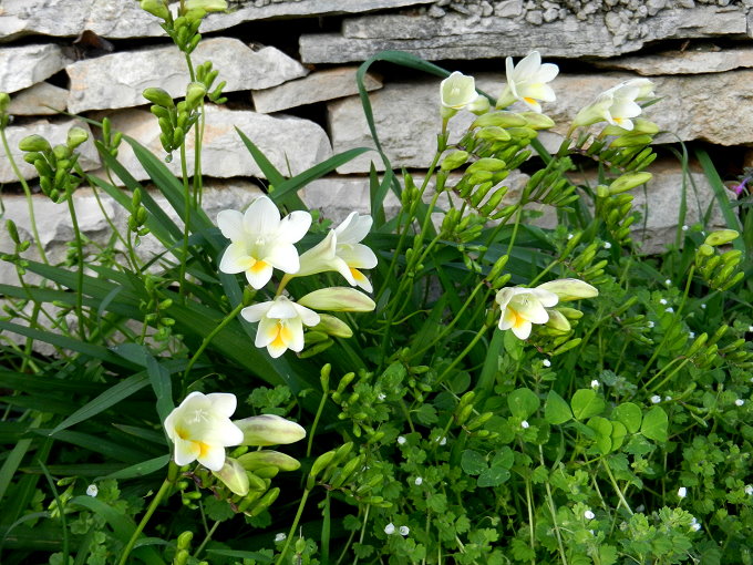 Vela Luka Frühlingsblumen 6