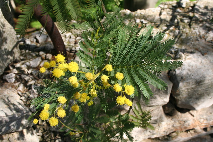 Vela Luka Frühlingsblumen