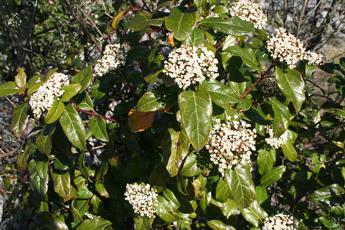 Vela Luka Frühlingsblumen 2