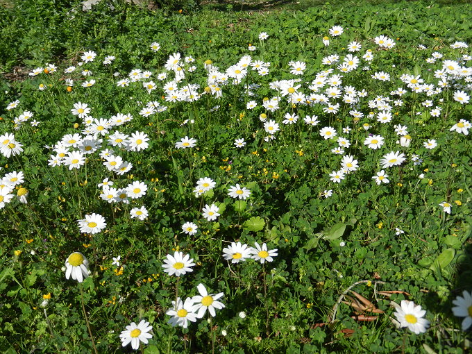 Vela Luka Frühlingsblumen 8