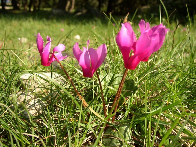 Insel Losinj > Alpenveilchen im April