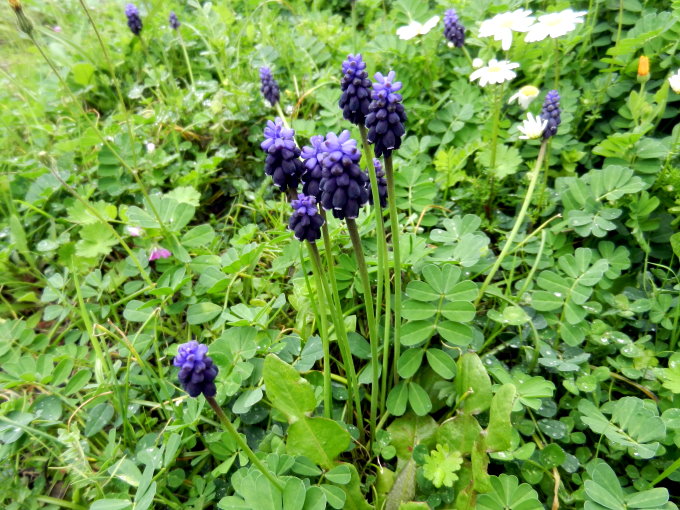 Vela Luka Frühlingsblumen 2