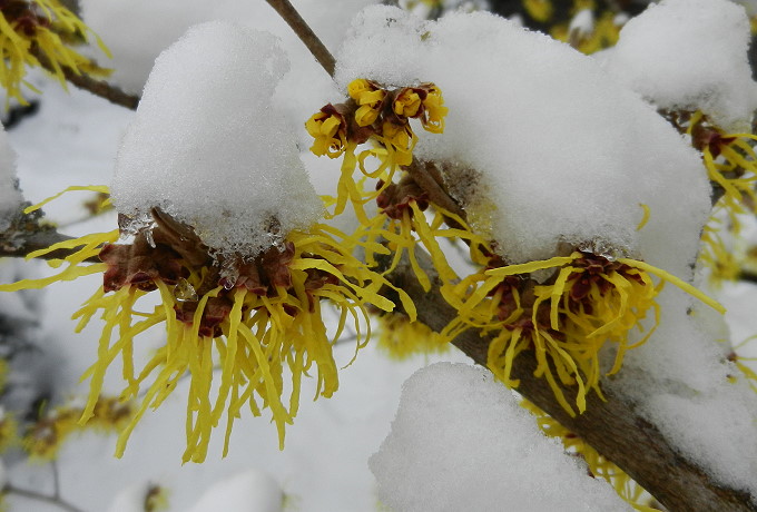 Hamamelis Zaubernuss 4